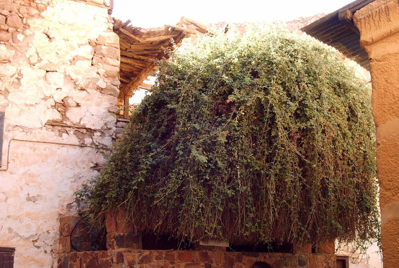 File:BurningBush2.jpg