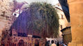 Burning Bush, St Catherine's Monastery.jpg