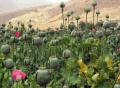 Droguri. Câmp de plante în Afganistan.jpg