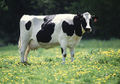 Vacă 2.Friesian-Holstein.jpg